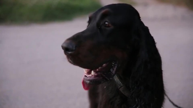 20160912_skibidog_215poprawione.mp4