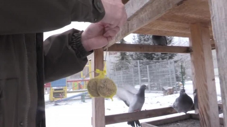 17_12_2016_karmniki_-_tropem_przyrody.mp4