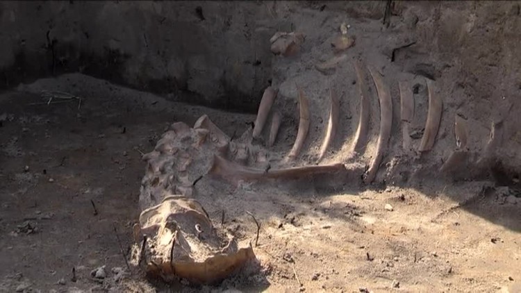 20170809-20170719-c-301-archeologiczne_odkrycia_w_zelechowie.mp4