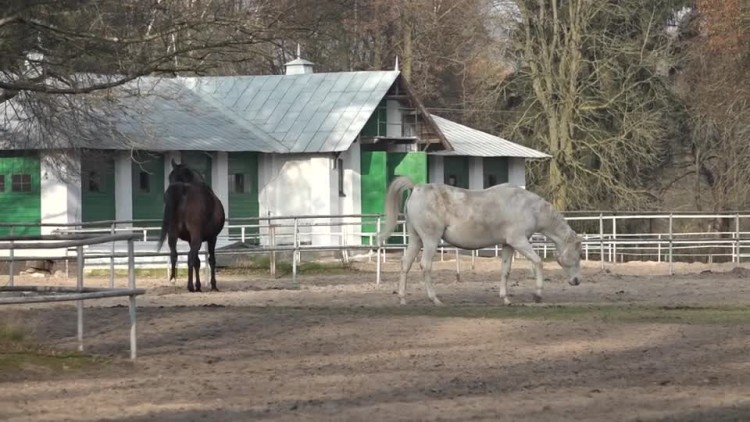 2017_11_27_stadnina_poprawka.mp4