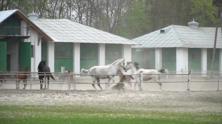 20180420-20180416-c-059-brama_w_janowskiej_stadninie_znowu_otwarta.mp4