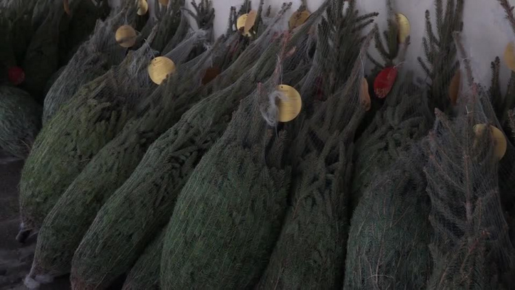 20181224-20181222-c-104-sto_choinek_na_stulecie_niepodleglosci_2en80w5kpwisok_.mp4