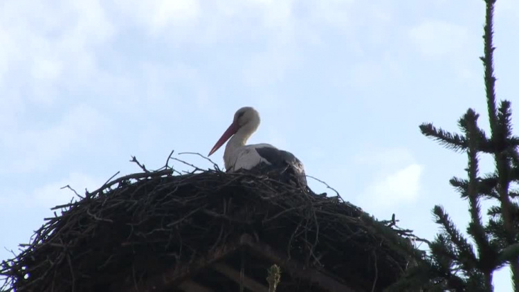 20190204-20190201-c-150-obraczki_dla_bocianow.mp4