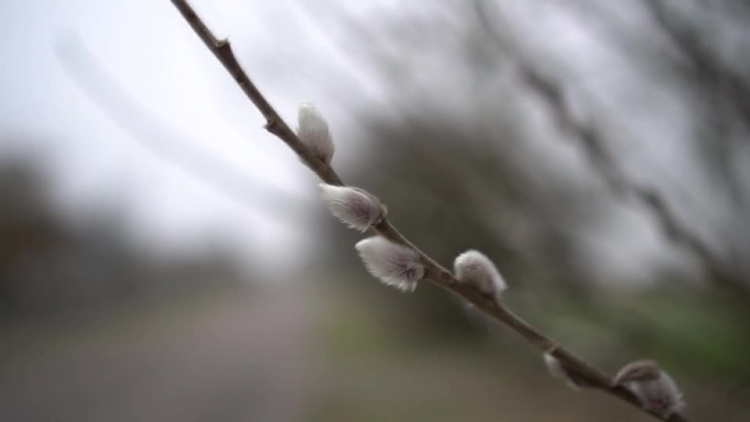 20190218-20190217-c-047-pierwsze_oznaki_wiosny.mp4