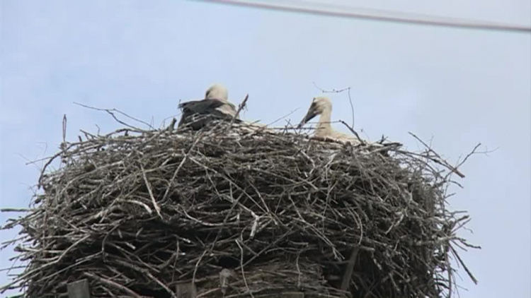 20190621-20190531-c-121-bociany-1.mp4