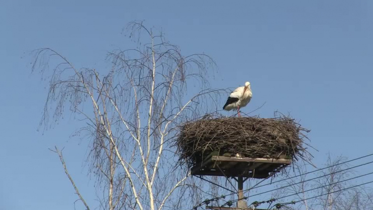 20200320-20200319-c-203-bociany_wracaja_z_wakacji-1.mp4
