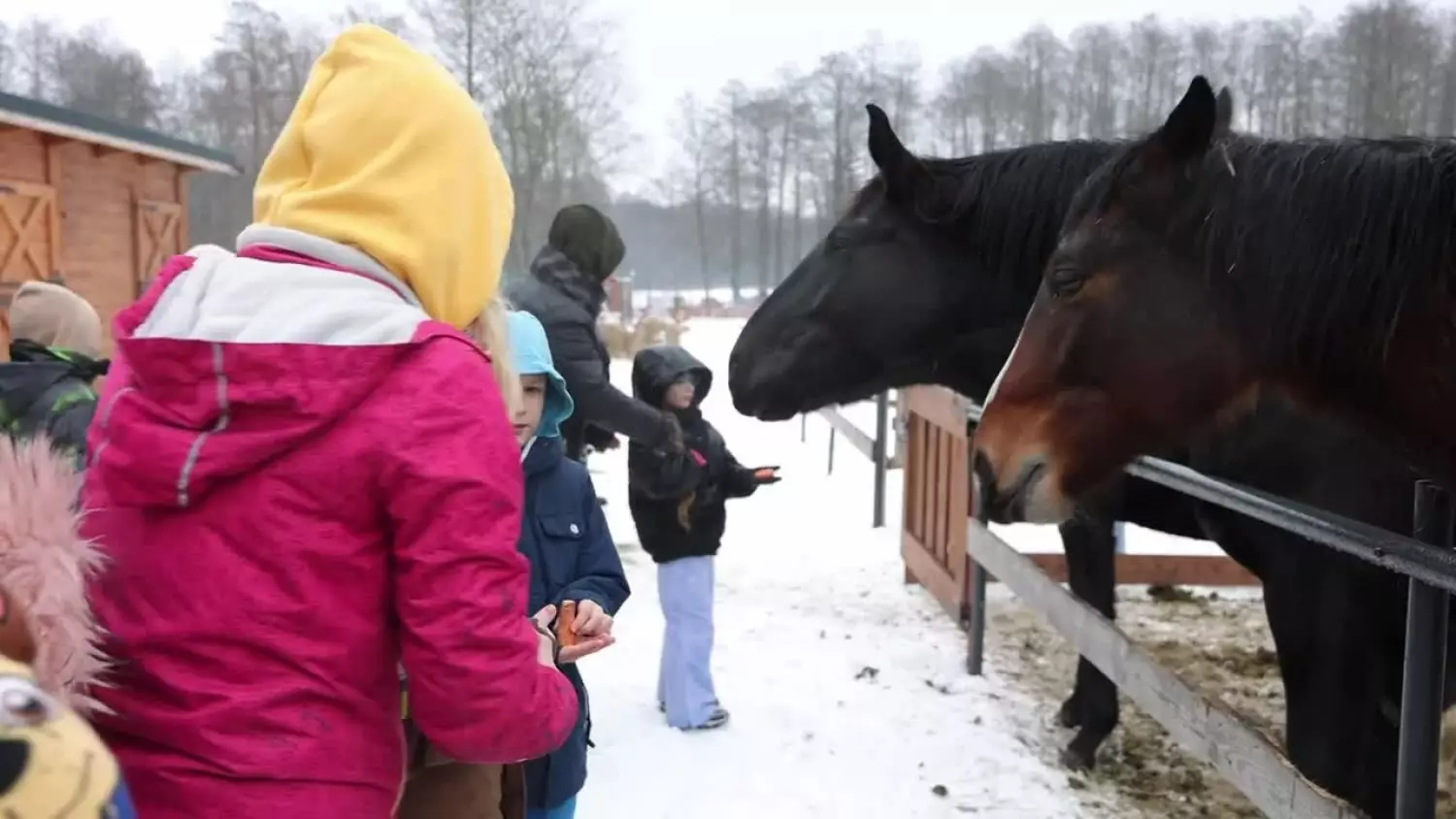 20260126-arms-polkolonie.mp4