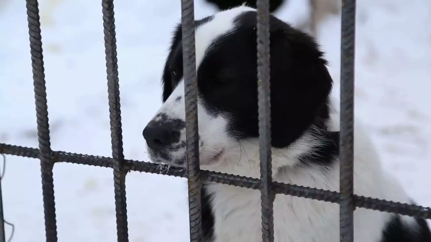 20260129-schronisko.mp4