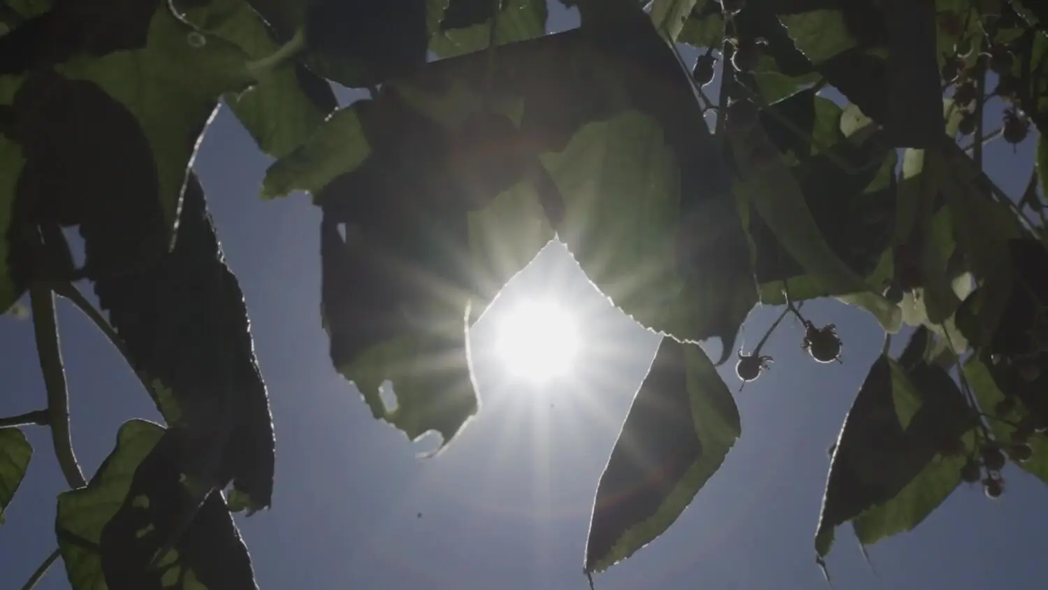 20260625-148-upaly.mp4